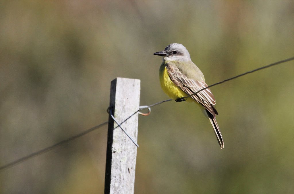 Tropical/Couch's Kingbird