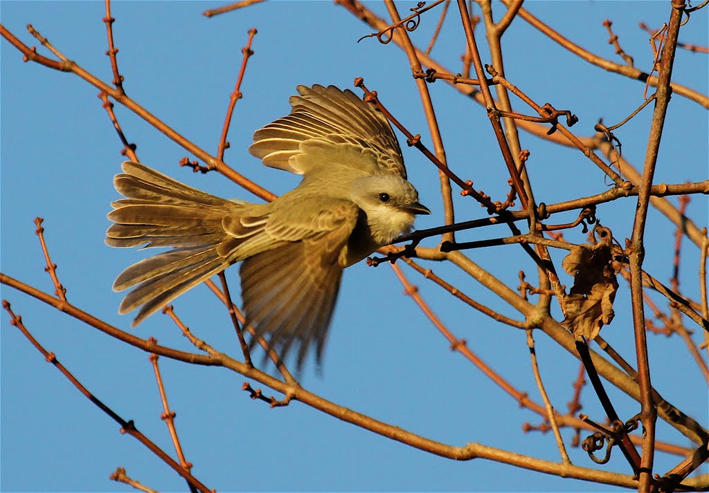 Tropical/Couch's Kingbird