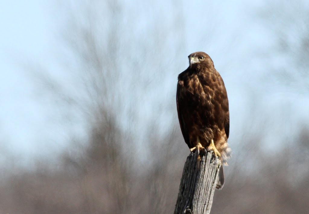 Red-tailed Hawk, 'western' form