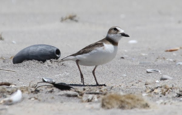 Wilson's Plover