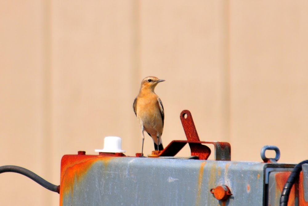 Northern Wheatear