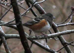Spotted Towhee
