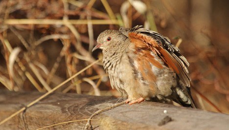 Common Ground Dove