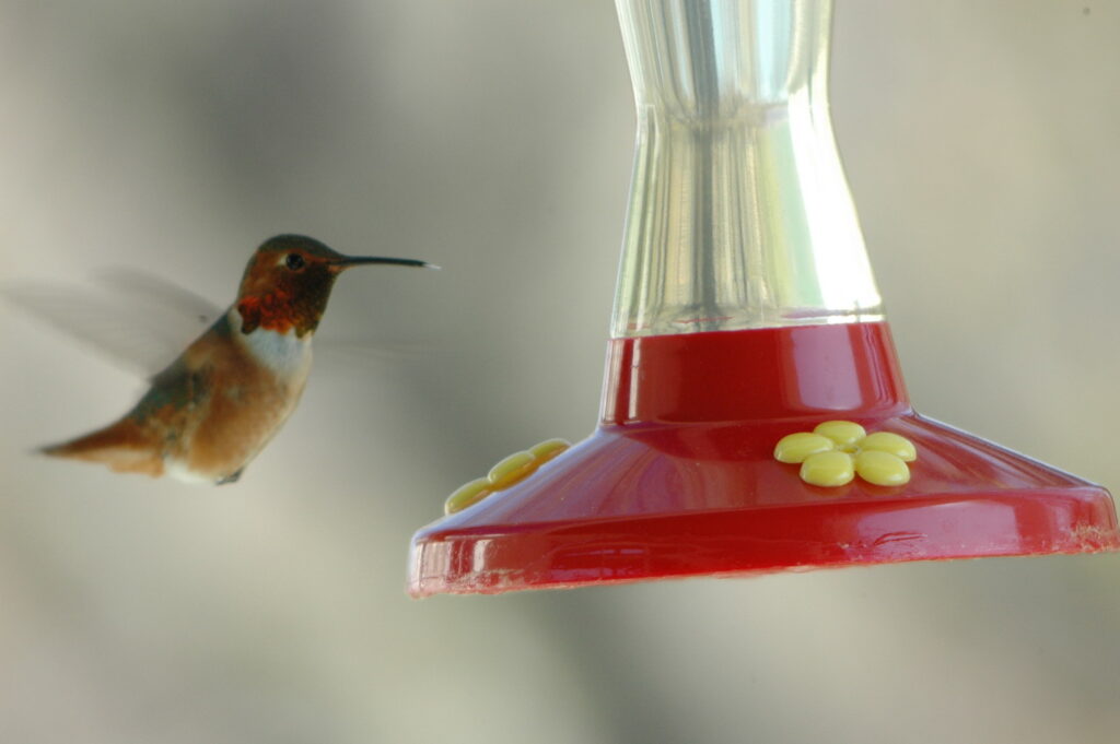 Hummingbird sp. 