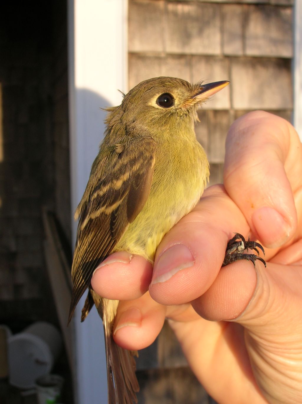 Western Flycatcher