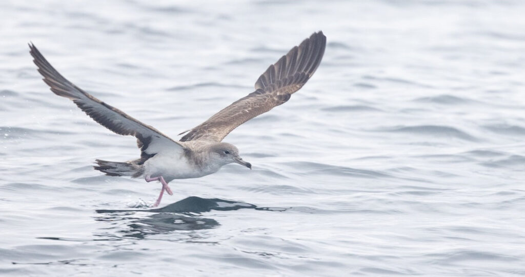 Cape Verde Shearwater taking off from the water