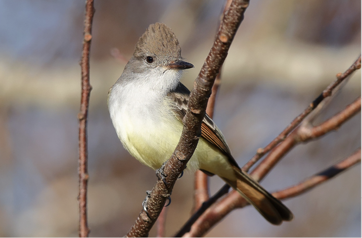 Ash-throated Flycatcher