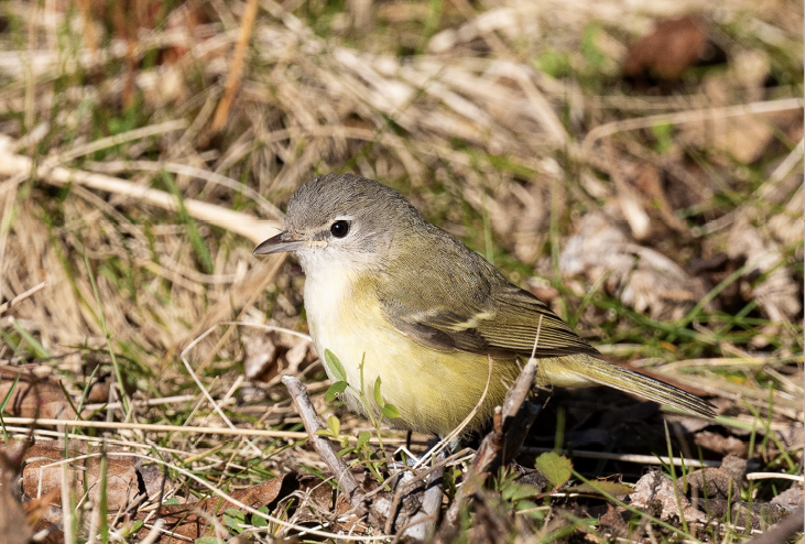 Bell’s Vireo