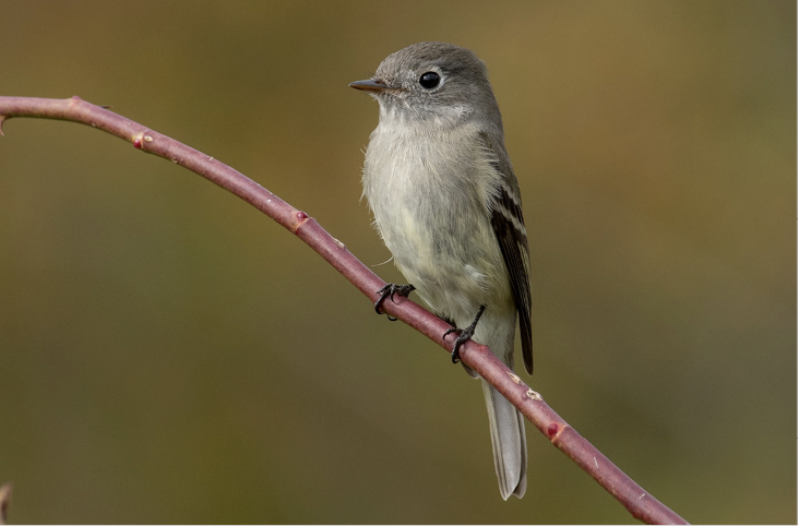 Hammond’s Flycatcher