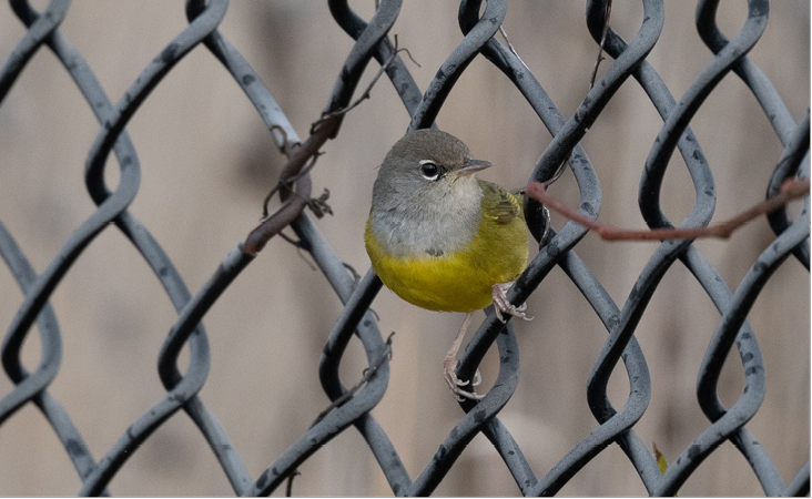 MacGillivray’s Warbler