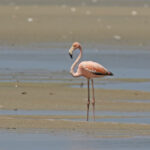 American Flamingo