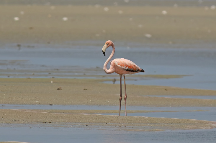 American Flamingo