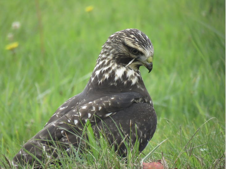 Swainson’s Hawk