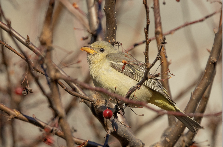 Western Tanager