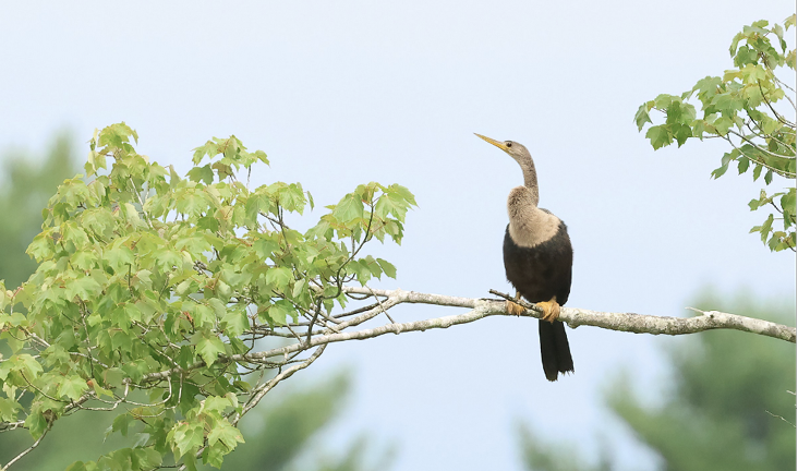 Anhinga