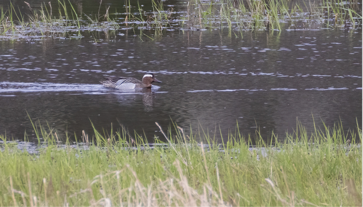 Garganey