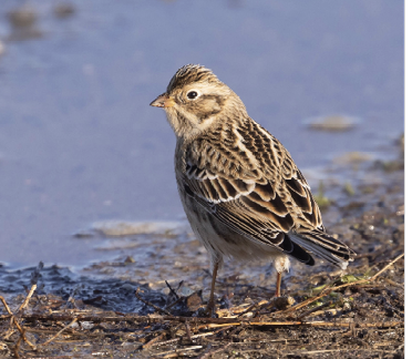 Smith’s Longspur