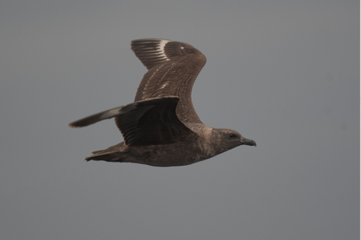 South Polar Skua