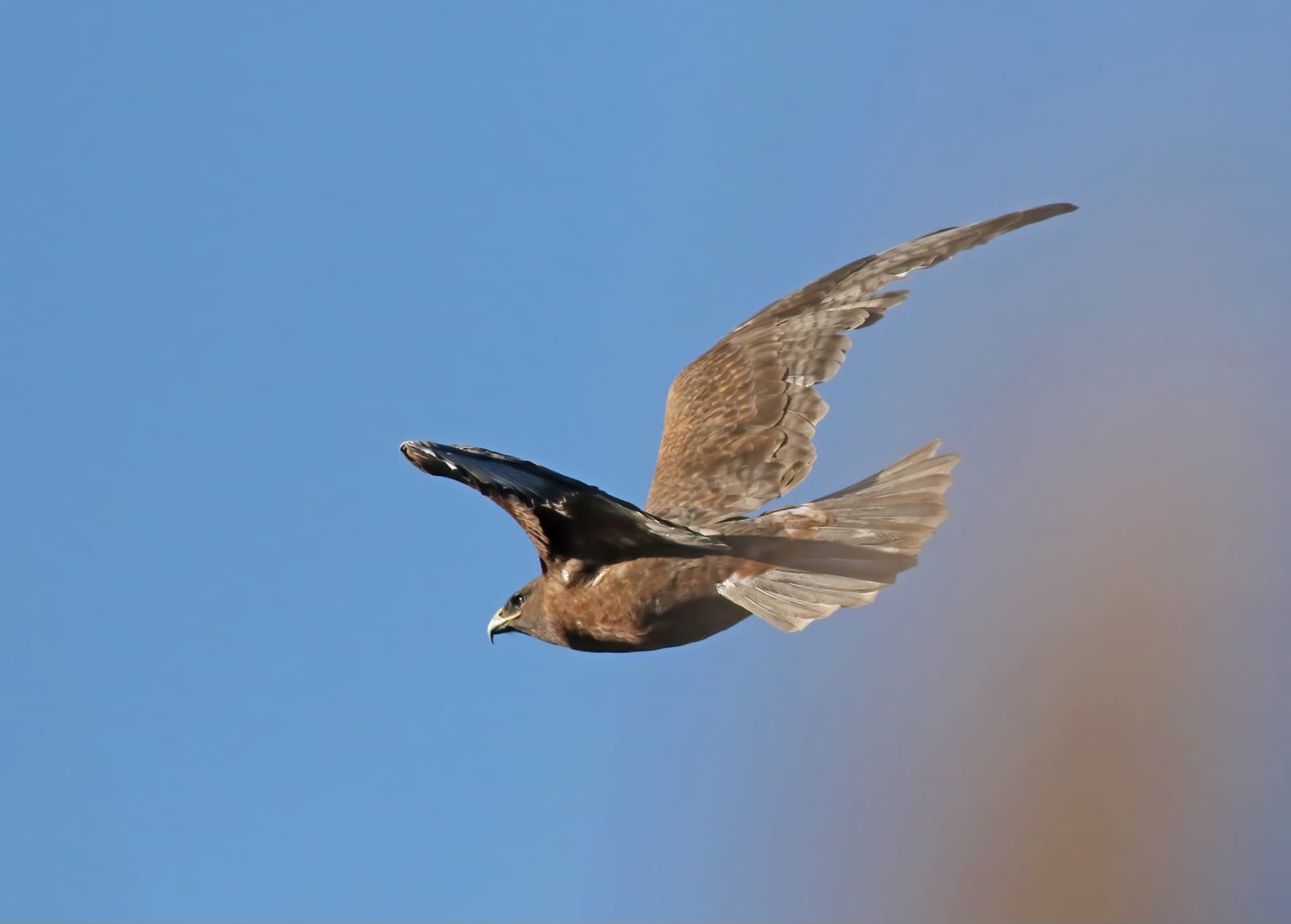 Ferruginous Hawk