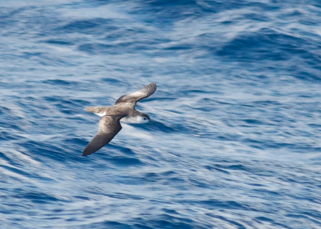 Barolo Shearwater