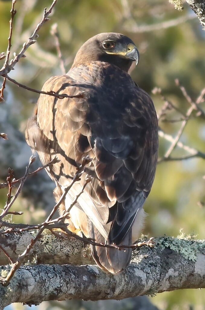 Ferruginous Hawk