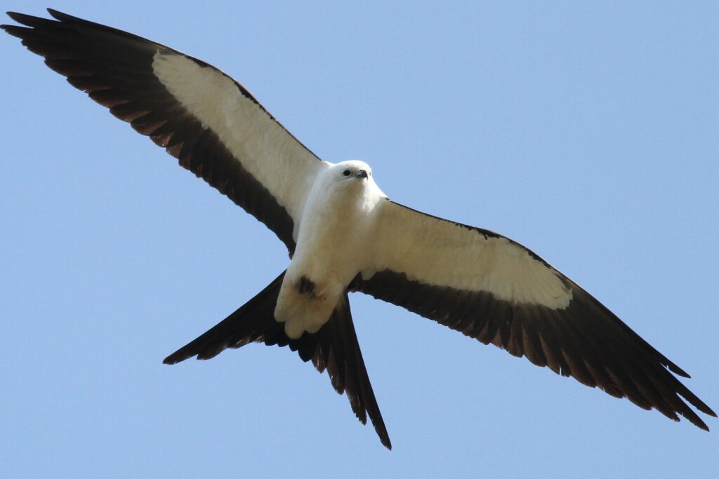 Swallow-tailed Kite