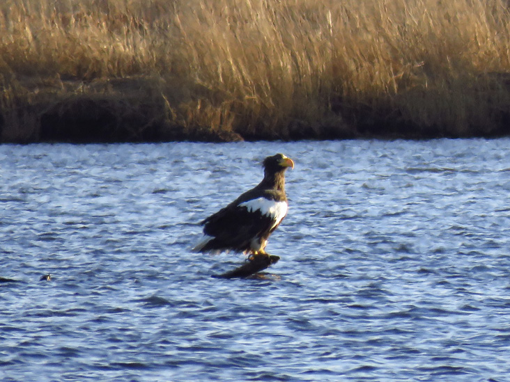 Steller's Sea-Eagle