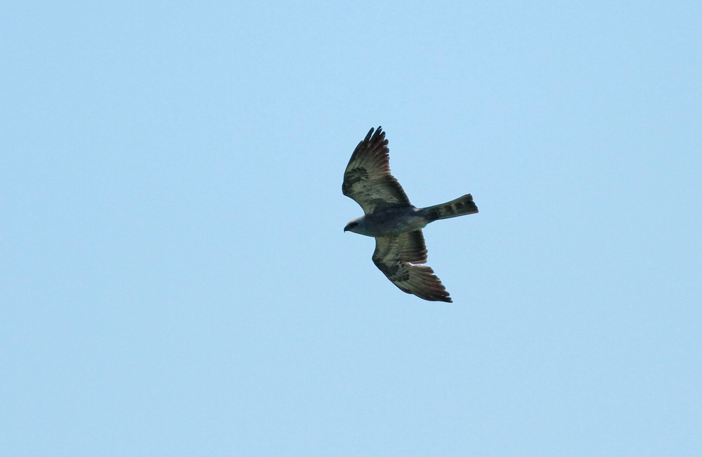 Mississippi Kite