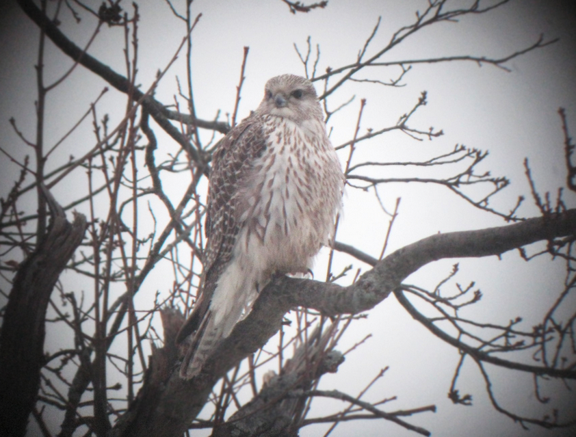 Gyrfalcon