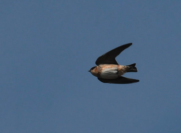 Cave Swallow