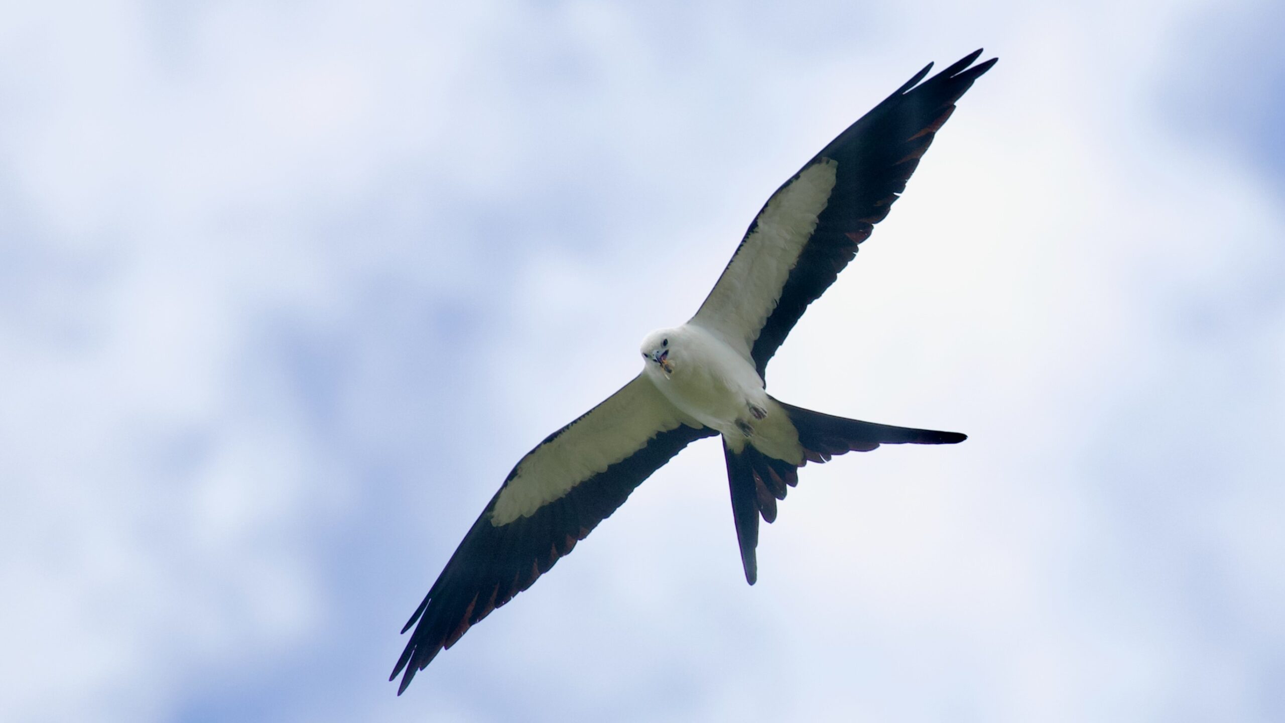 Swallow-tailed Kite