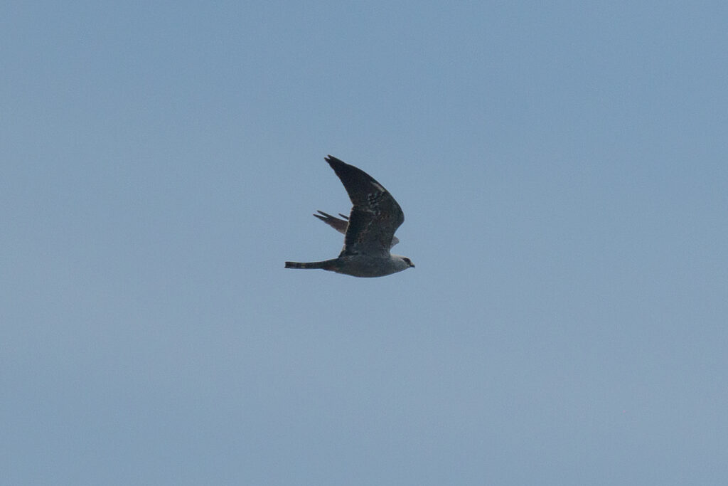 Mississippi Kite