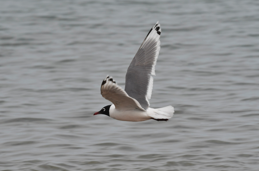 Franklin's Gull flying to the left over the ocean.