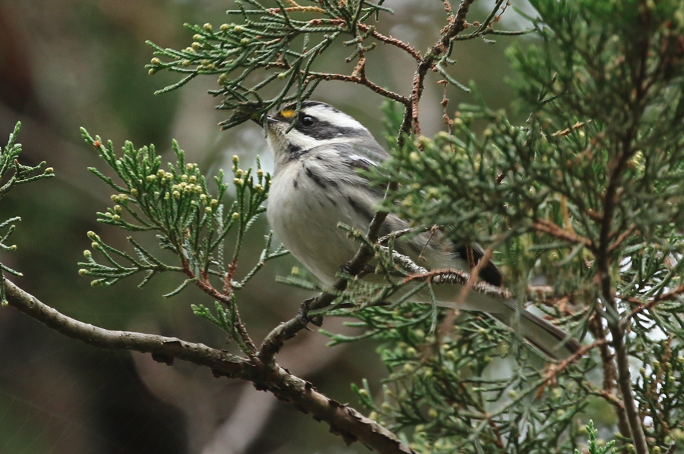 Black-throated Gray Warbler perched on the branch of a cedar tree.