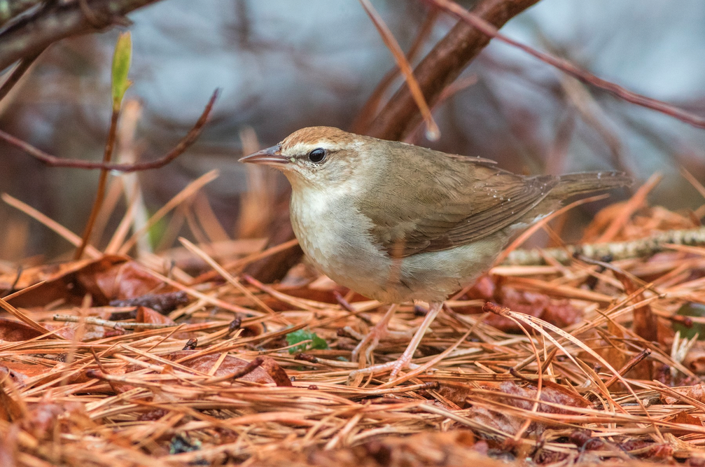 Swainson's Warbler standing on a pile of dried pine needles.
