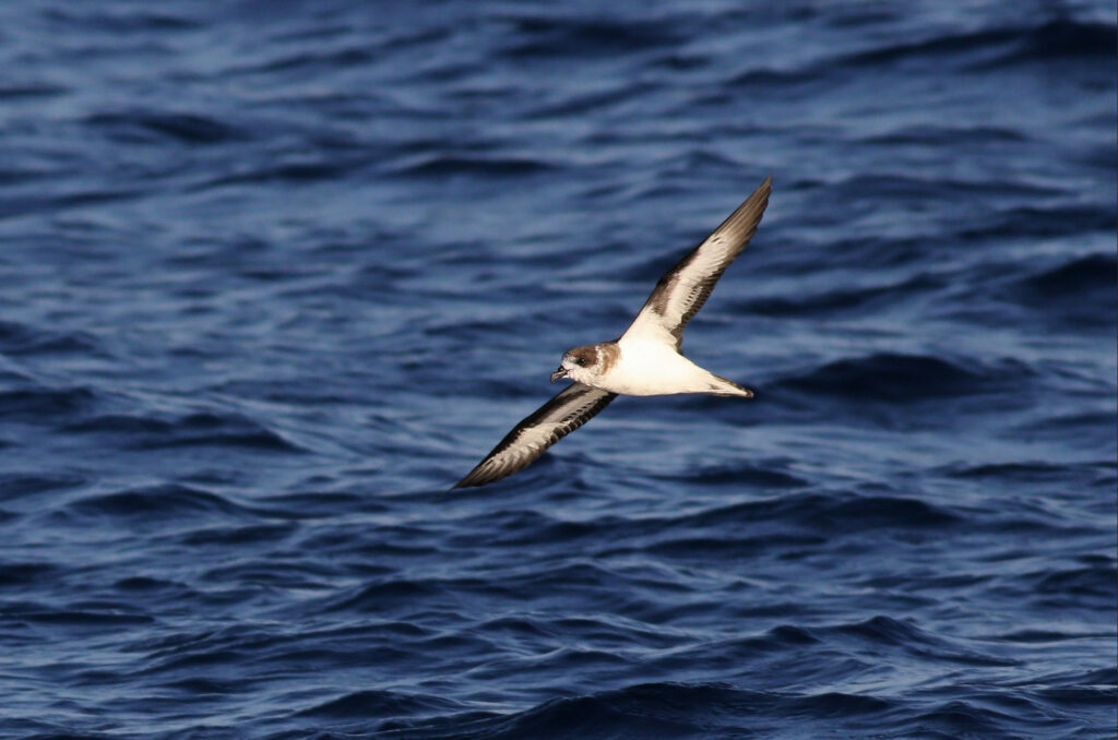 Bermuda Petrel in flight over the ocean