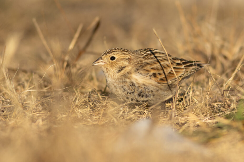 Chestnut-collared Longspur sitting on some dead grass.