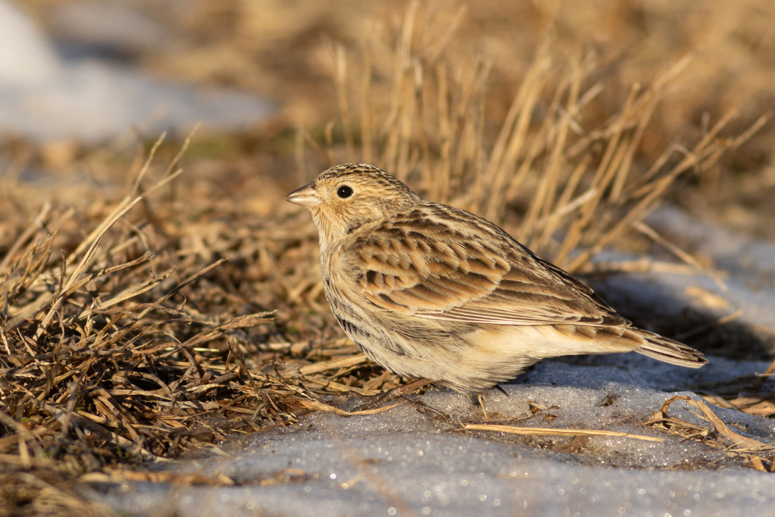 Photo of a Chestnut-collared Longspur in Fitchburg by Max Chalfin-Jacobs.