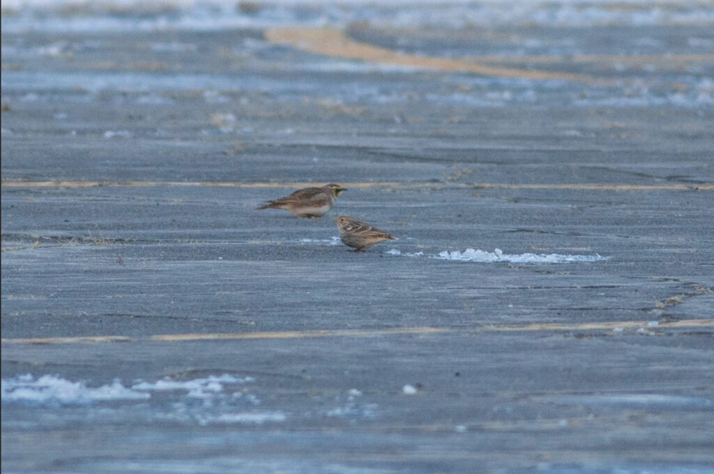 Chestnut-collared Longspur on an airport runway with a horned lark.