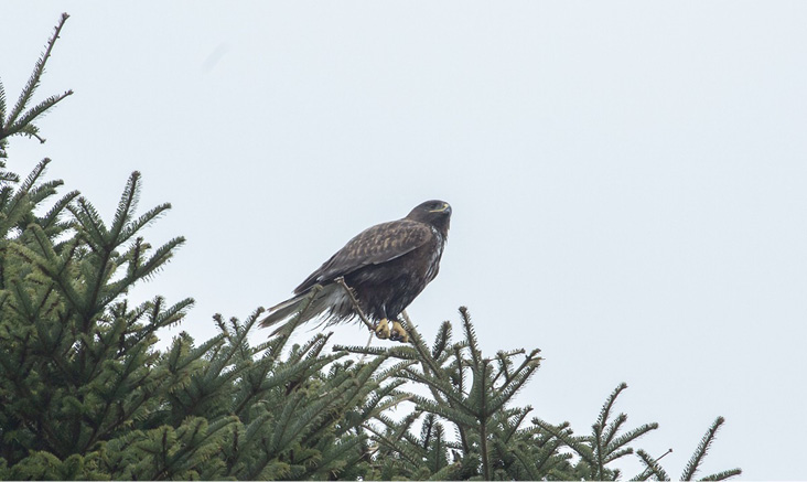 Ferruginous Hawk perched on a spruce tree.