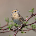 LeConte’s Sparrow perched on a thorny branch in brilliant sunlight.