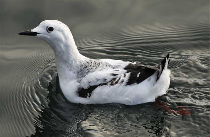 Black Guillemot (mandtii) swimming in calm water.