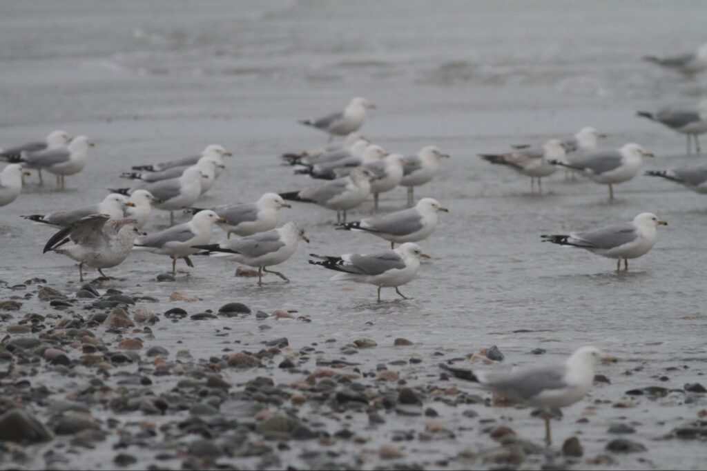 Short-billed Gull among a flock of Ring-billed Gulls on a rocky beach.