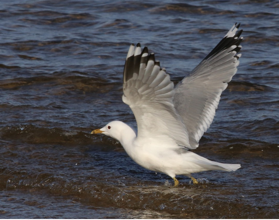 Common Gull taking flight from the shoreline.