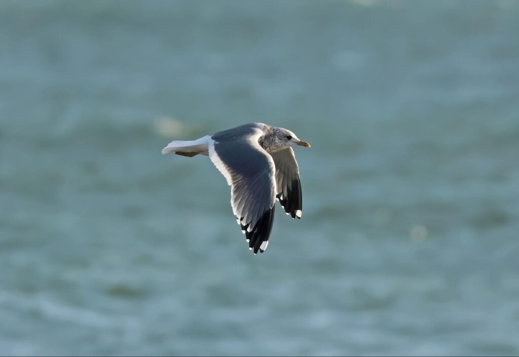 Common Gull (Kamchatka) in flight over the ocean.