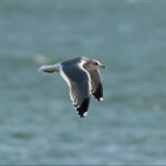 Common Gull (Kamchatka) in flight over the ocean.