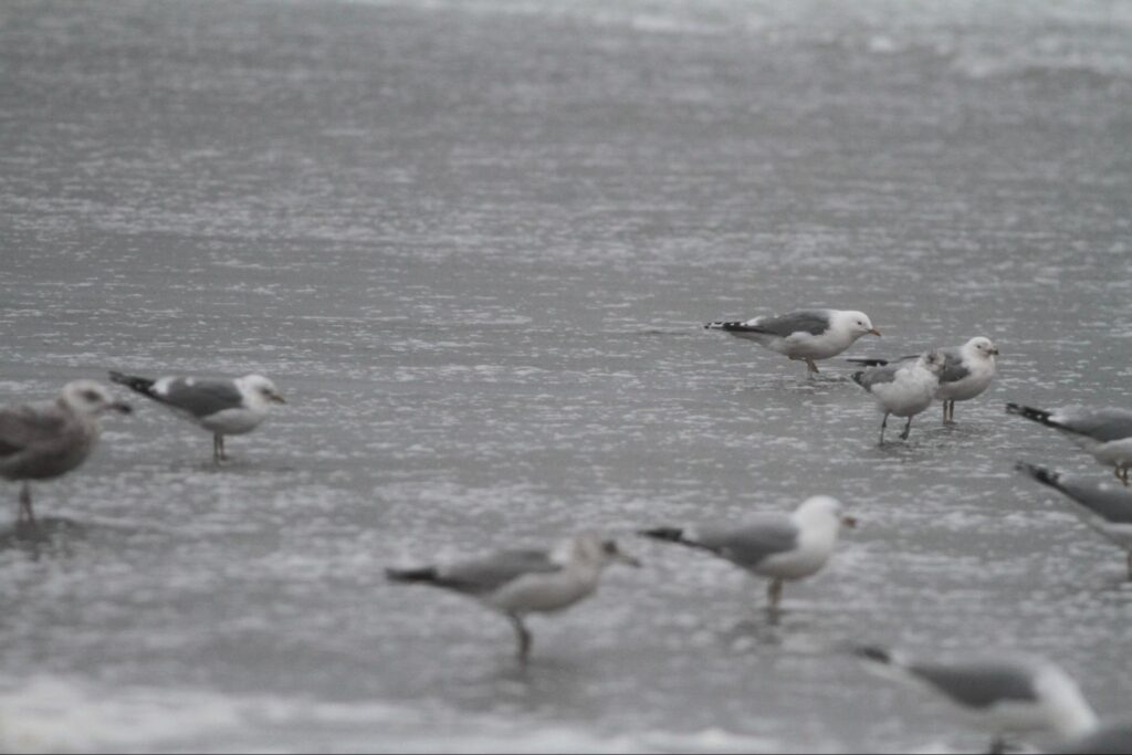 Common Gull and Short-billed Gull on a shoreline with approximately 9 other gull species.