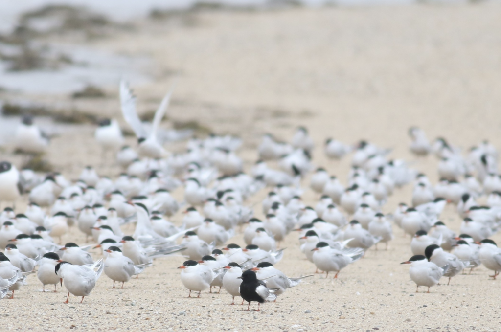 White-winged tern roosting on a beach with many Common Terns.